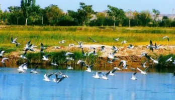 鳴翠湖觀鳥季，愛鳥人士 約 約 約！